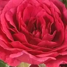 Trandafiri online - Roz - trandafir acoperitor - trandafir cu parfum discret - Rosa Limesfeuer - Colin A. Pearce - ,-